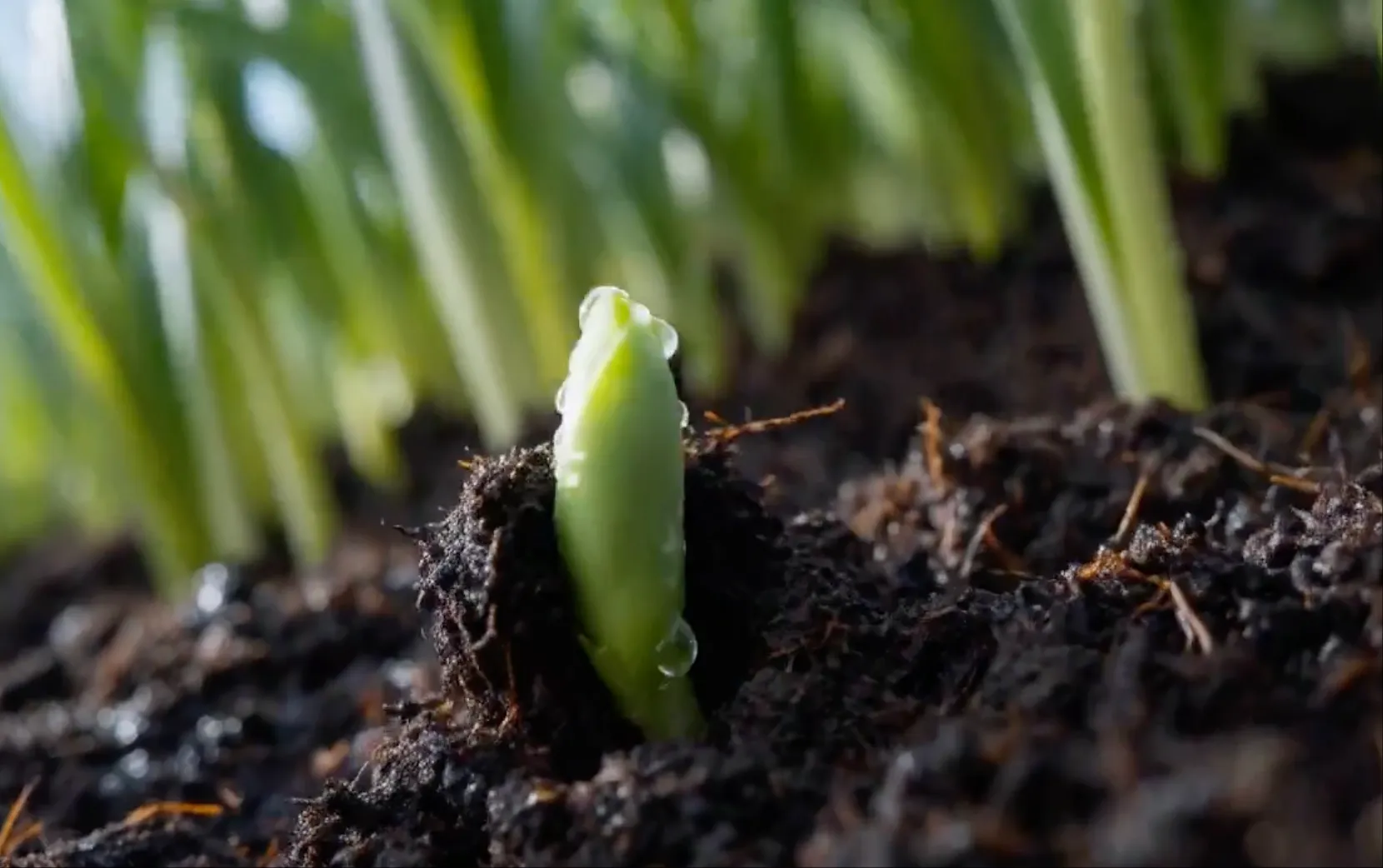 Seedance 2.0 Video 7
